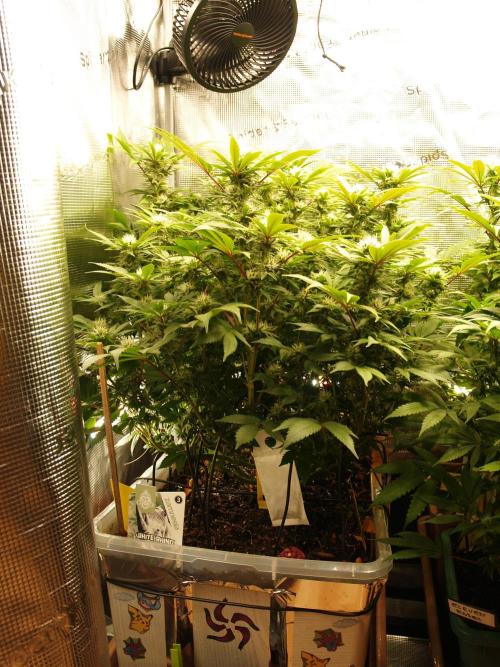 White Rhino From Zamnesia zweite Runde. Week 14 - Tag 99