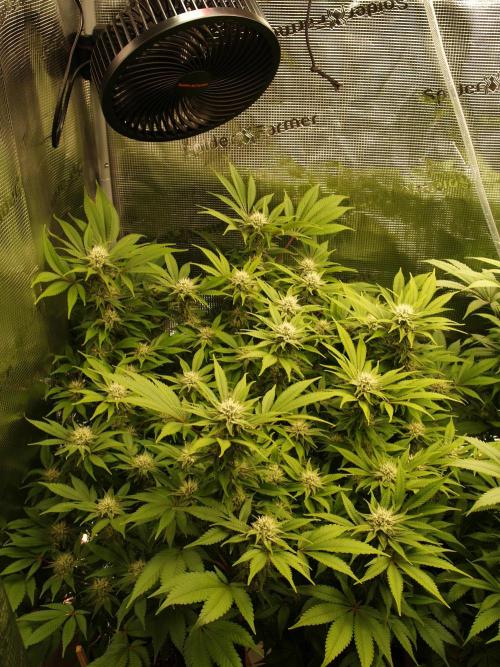 White Rhino From Zamnesia zweite Runde. Week 14 - Tag 99