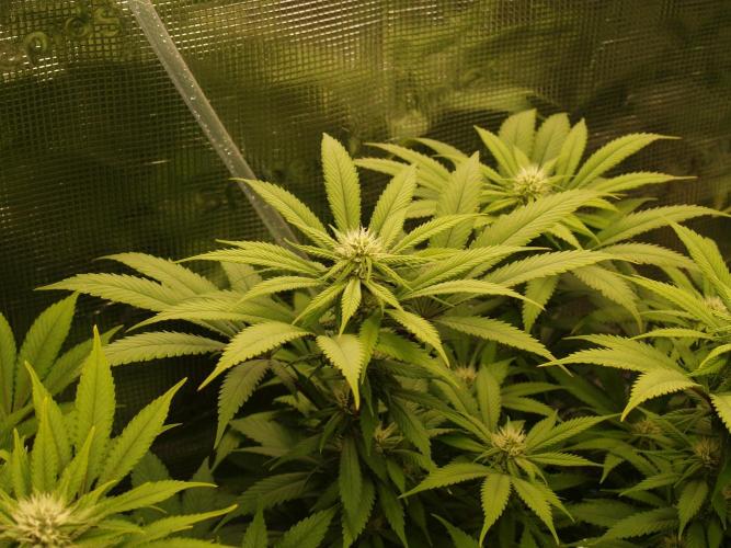 Eleven Roses Klon zur Blüte 2. Week 16 - Tag 108