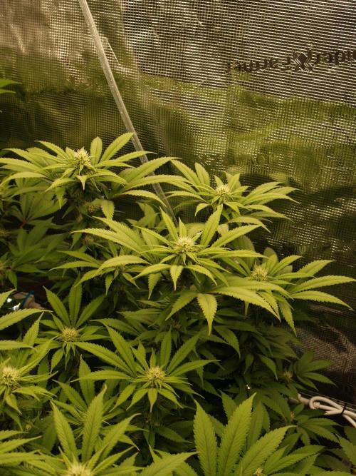 Eleven Roses Klon zur Blüte 2. Week 16 - Tag 108