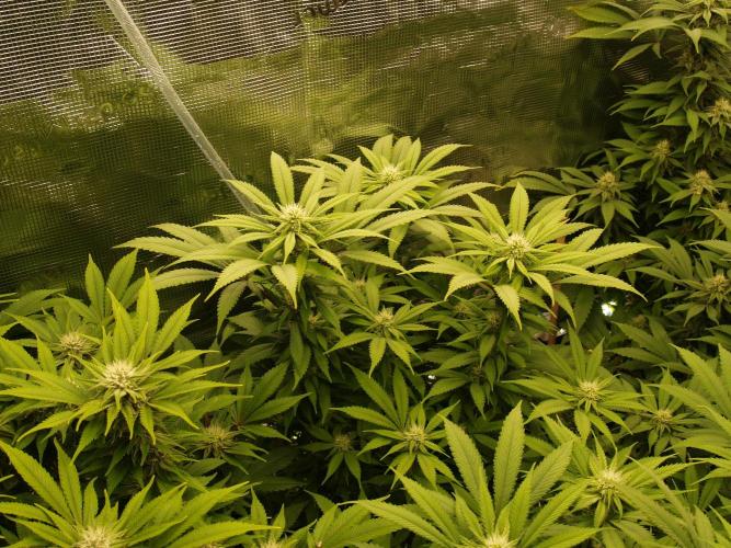 Eleven Roses Klon zur Blüte 2. Week 16 - Tag 108