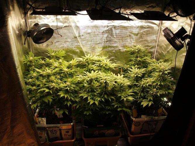 Eleven Roses Klon zur Blüte 2. Week 16 - Tag 108