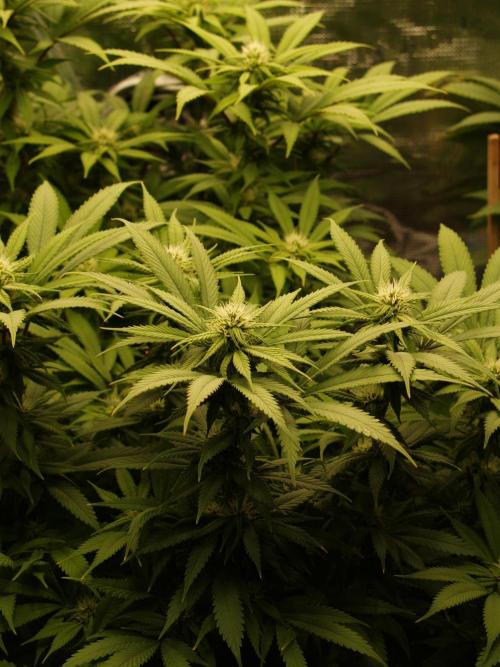 Eleven Roses Klon zur Blüte. Week 16 - Tag 108