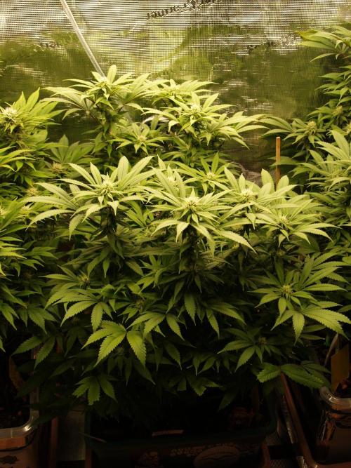 Eleven Roses Klon zur Blüte. Week 16 - Tag 108