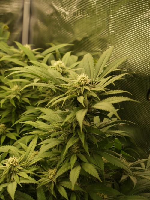 Eleven Roses. Week 18 - Tag 129