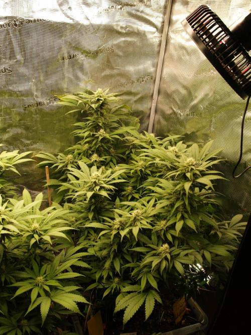 Eleven Roses. Week 18 - Tag 129