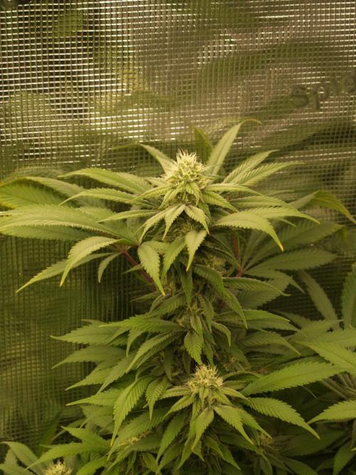 Eleven Roses. Week 18 - Tag 129