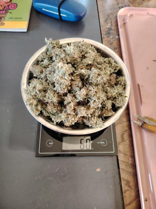 GMO Cookies Auto from Zamnesia. Week 14 - 60 Gramm trockene Buds