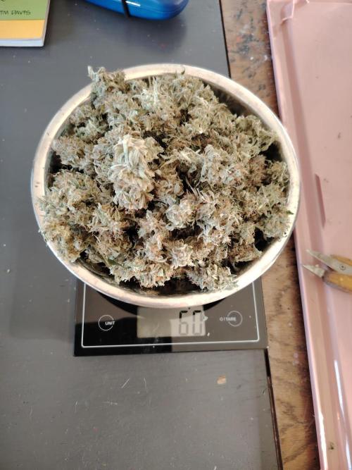 GMO Cookies Auto from Zamnesia. Week 14 - 60 Gramm trockene Buds