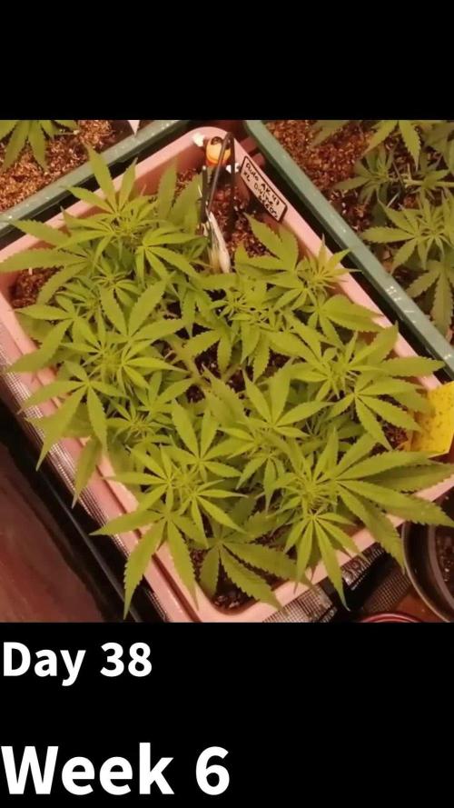 Auto AK-47 XL Divine Seeds