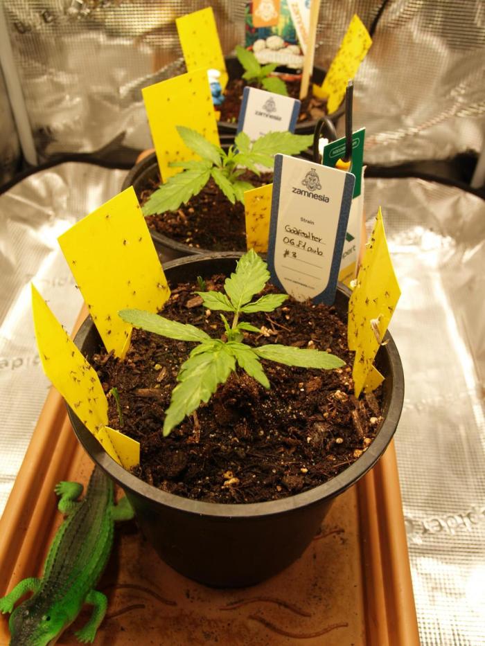 Godfeather OG F1 #3. Week 2 - Tag 15