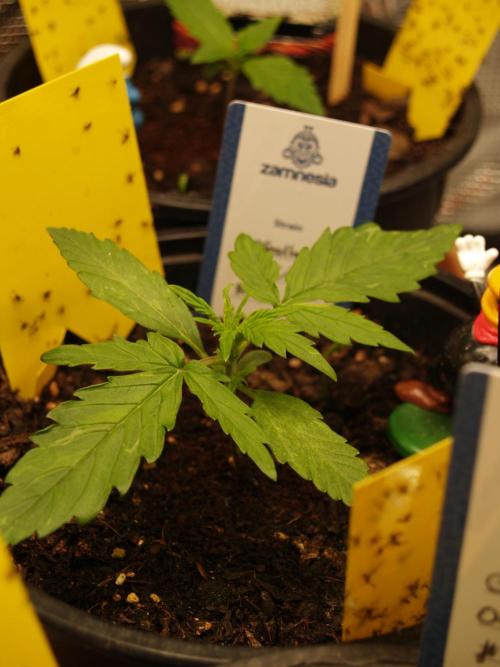 Godfeather OG F1 #1. Week 1 - Tag 14