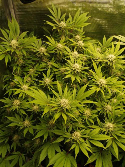 White Rhino From Zamnesia zweite Runde. Week 14 - Tag 101