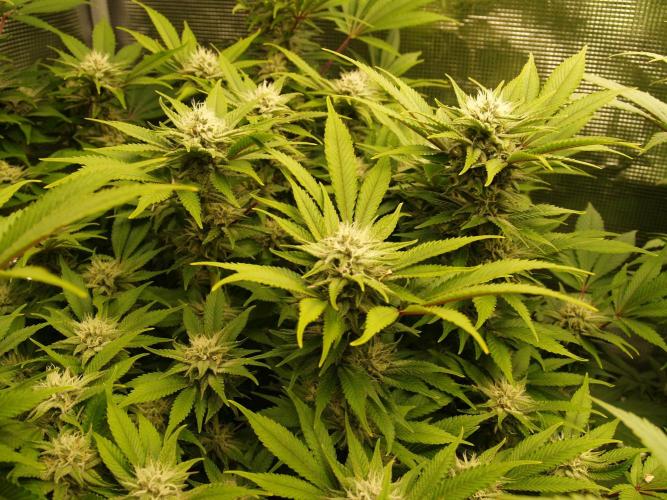 White Rhino From Zamnesia zweite Runde. Week 14 - Tag 101