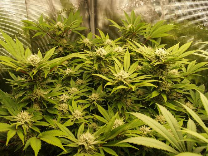 White Rhino From Zamnesia zweite Runde. Week 14 - Tag 101