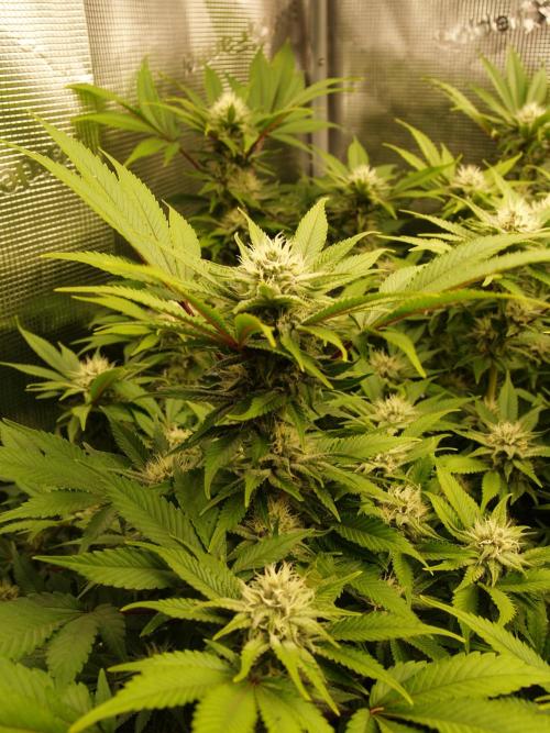 White Rhino From Zamnesia zweite Runde. Week 14 - Tag 101