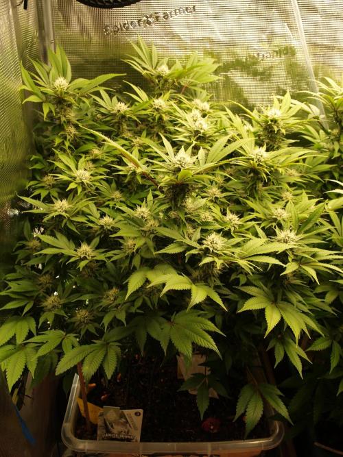 White Rhino From Zamnesia zweite Runde. Week 14 - Tag 101