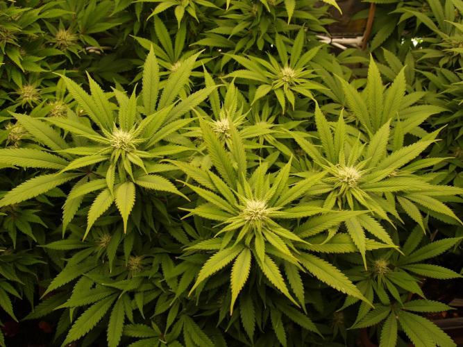 Eleven Roses Klon zur Blüte. Week 16 - Tag 110