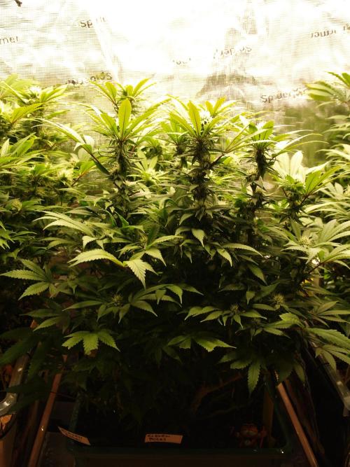 Eleven Roses Klon zur Blüte. Week 16 - Tag 110