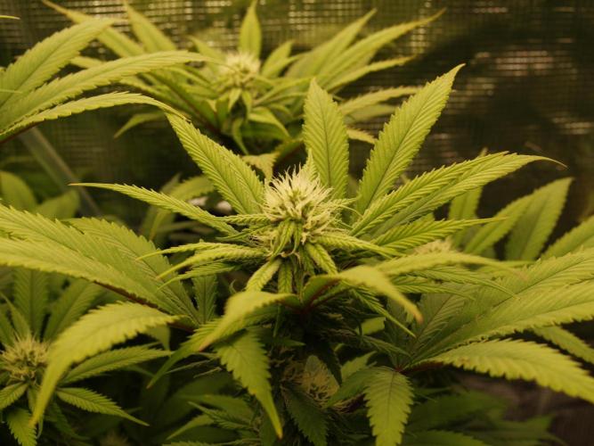 Eleven Roses Klon zur Blüte 2. Week 16 - Tag 110