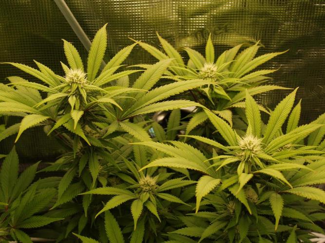 Eleven Roses Klon zur Blüte 2. Week 16 - Tag 110