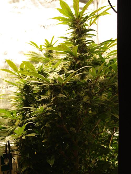 Eleven Roses. Week 18 - Tag 131