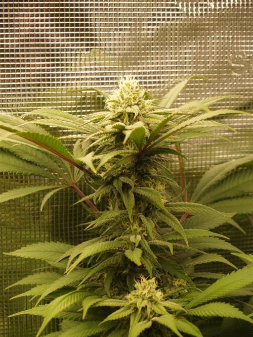 Eleven Roses. Week 18 - Tag 131