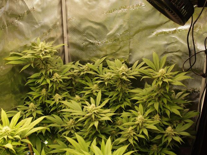 Eleven Roses. Week 18 - Tag 131