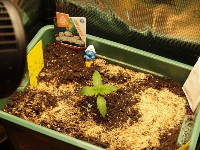 White Truffle Indoor 2025. Week 1 - Tag 10