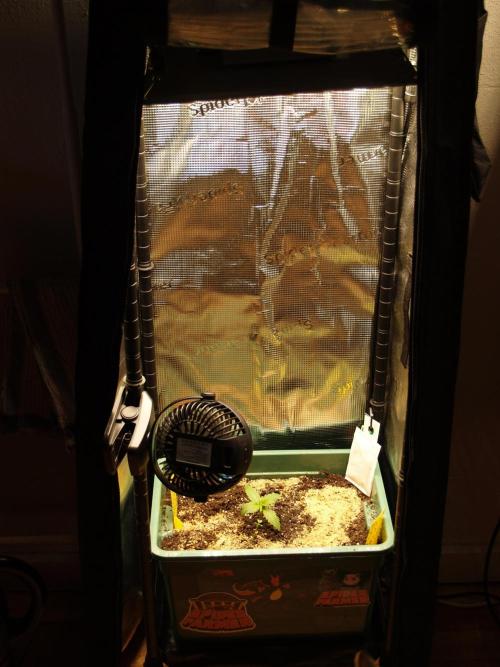 White Truffle Indoor 2025. Week 1 - Tag 10