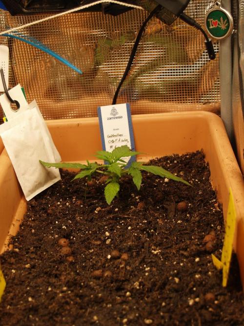 Godfeather OG F1 #1. Week 2 - Tag 16