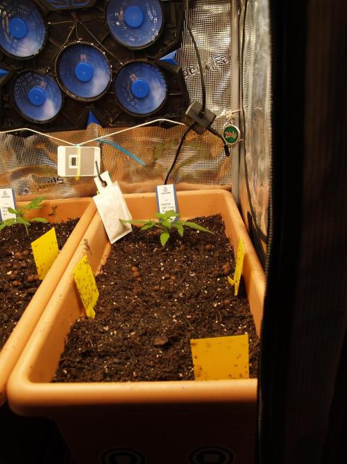 Godfeather OG F1 #3. Week 2 - Tag 17