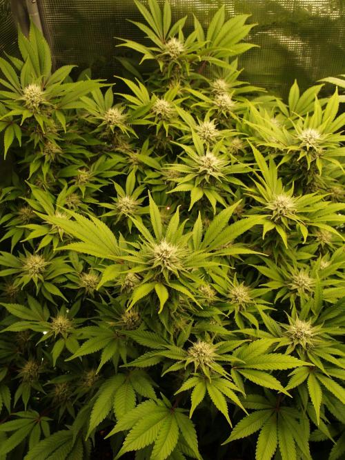 White Rhino From Zamnesia zweite Runde. Week 14 - Tag 103