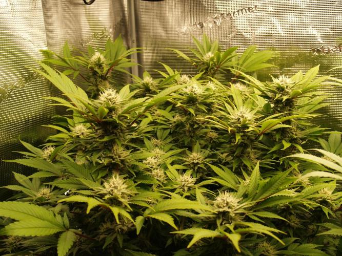 White Rhino From Zamnesia zweite Runde. Week 14 - Tag 103