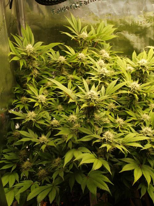 White Rhino From Zamnesia zweite Runde. Week 14 - Tag 103