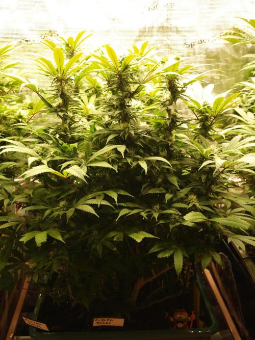 Eleven Roses Klon zur Blüte. Week 16 - Tag 112