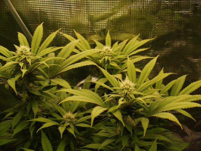 Eleven Roses Klon zur Blüte 2. Week 16 - Tag  112