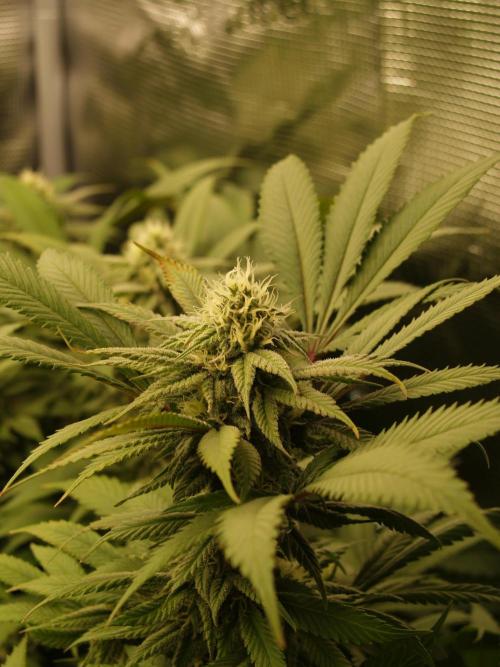 Eleven Roses. Week 18 - Tag 133