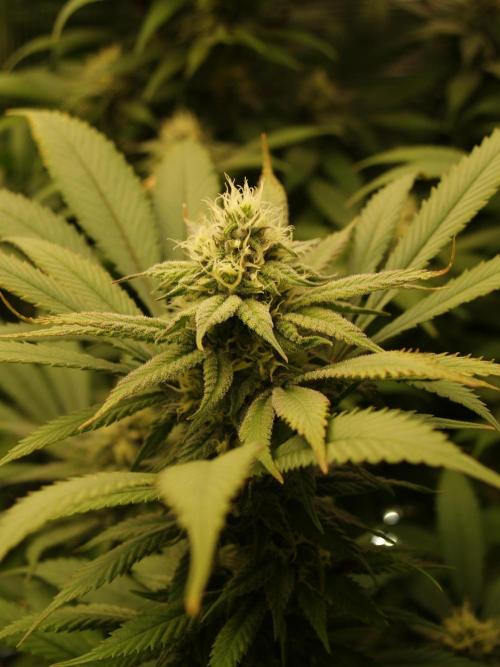 Eleven Roses. Week 18 - Tag 133