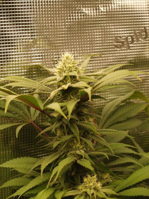 Eleven Roses. Week 18 - Tag 133