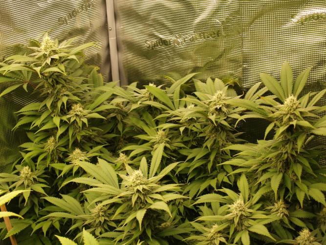 Eleven Roses. Week 18 - Tag 133