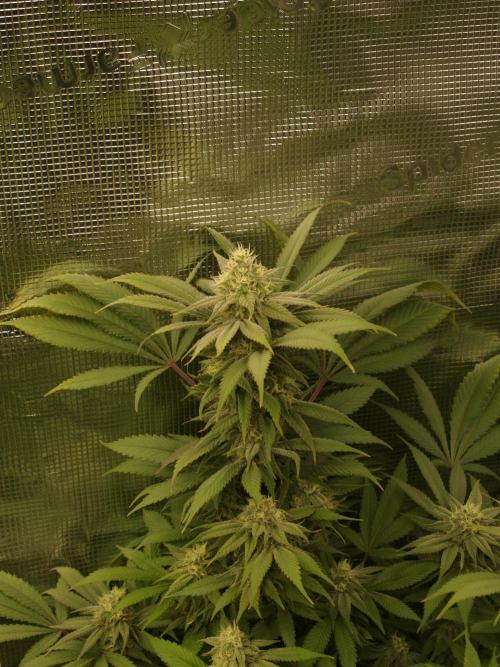 Eleven Roses. Week 19 - Tag 135