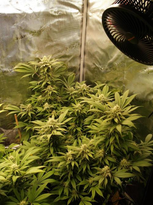 Eleven Roses. Week 19 - Tag 135