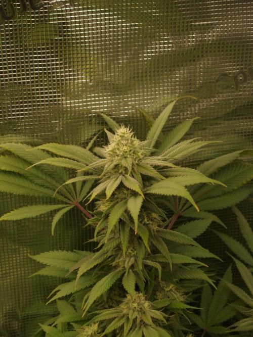 Eleven Roses. Week 19 - Tag 135