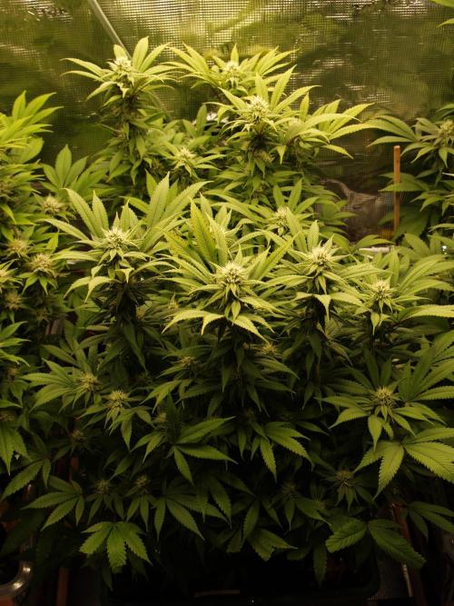 Eleven Roses Klon zur Blüte. Week 17 - Tag 114