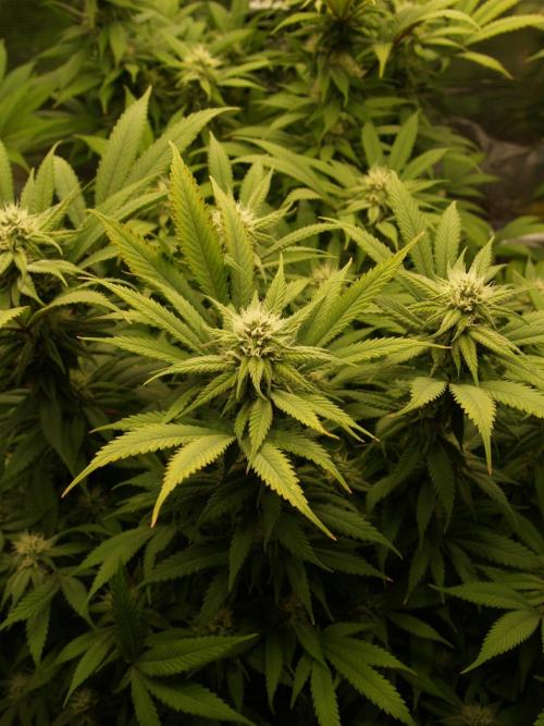 Eleven Roses Klon zur Blüte. Week 17 - Tag 114