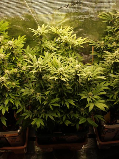 Eleven Roses Klon zur Blüte. Week 17 - Tag 114