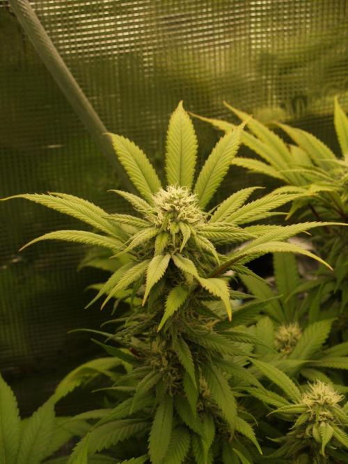 Eleven Roses Klon zur Blüte 2. Week 17 - Tag 114