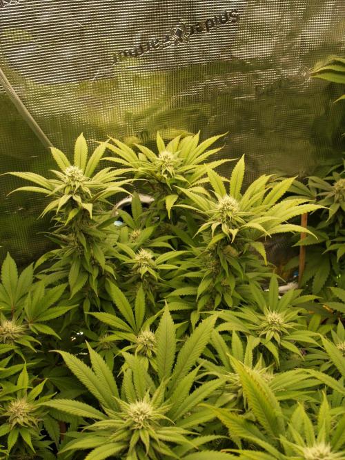 Eleven Roses Klon zur Blüte 2. Week 17 - Tag 114