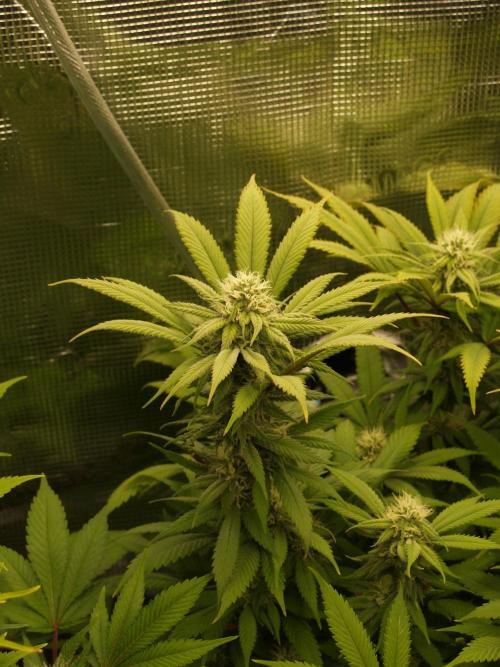 Eleven Roses Klon zur Blüte 2. Week 17 - Tag 114